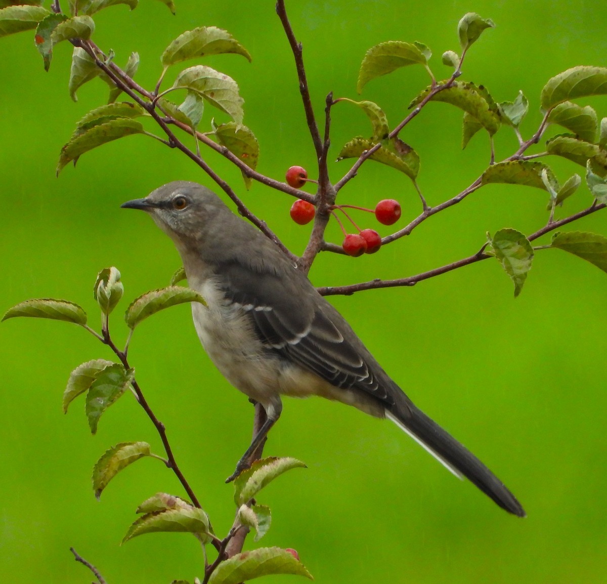 Northern Mockingbird - ML624558938