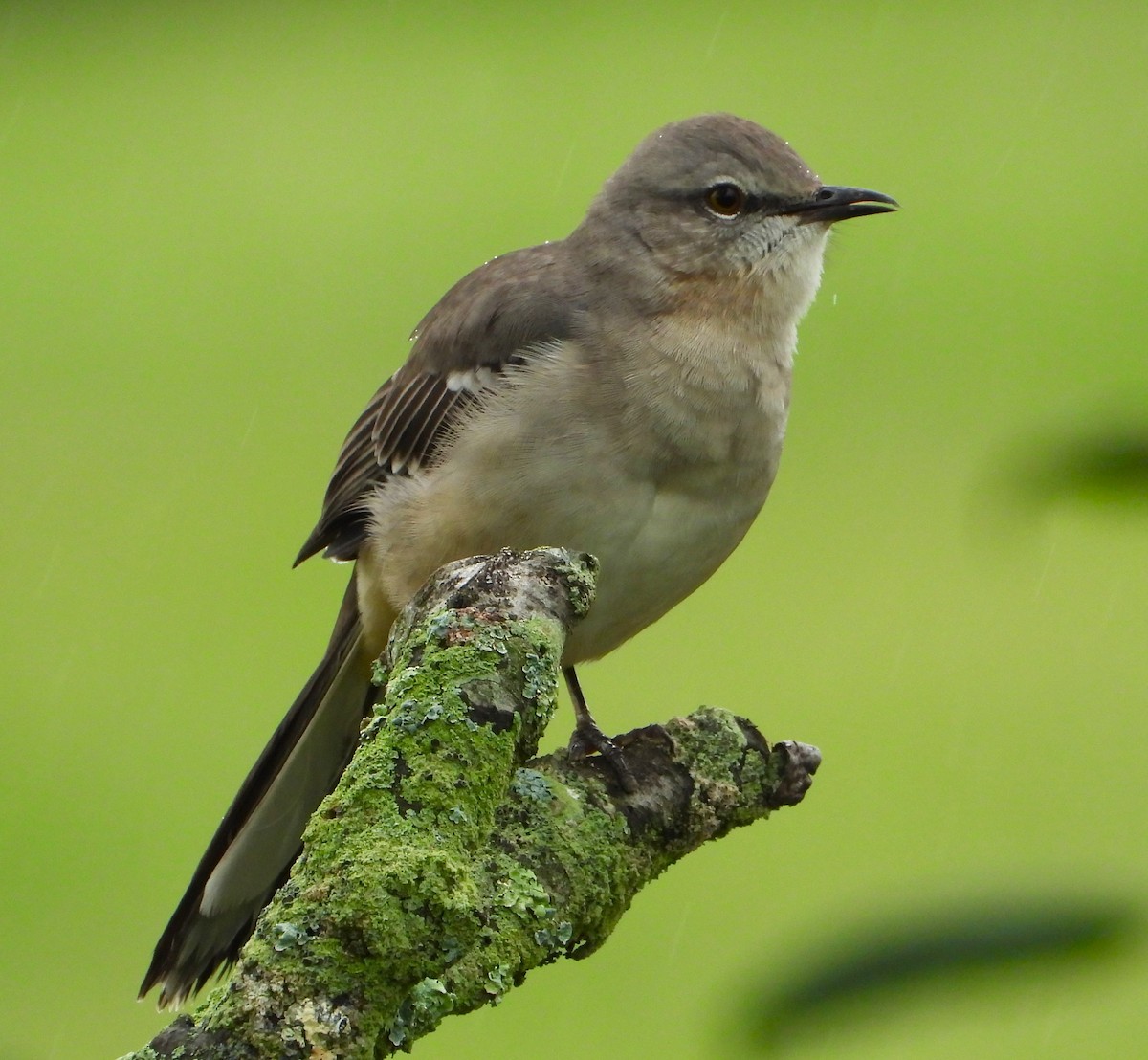 Northern Mockingbird - ML624558939