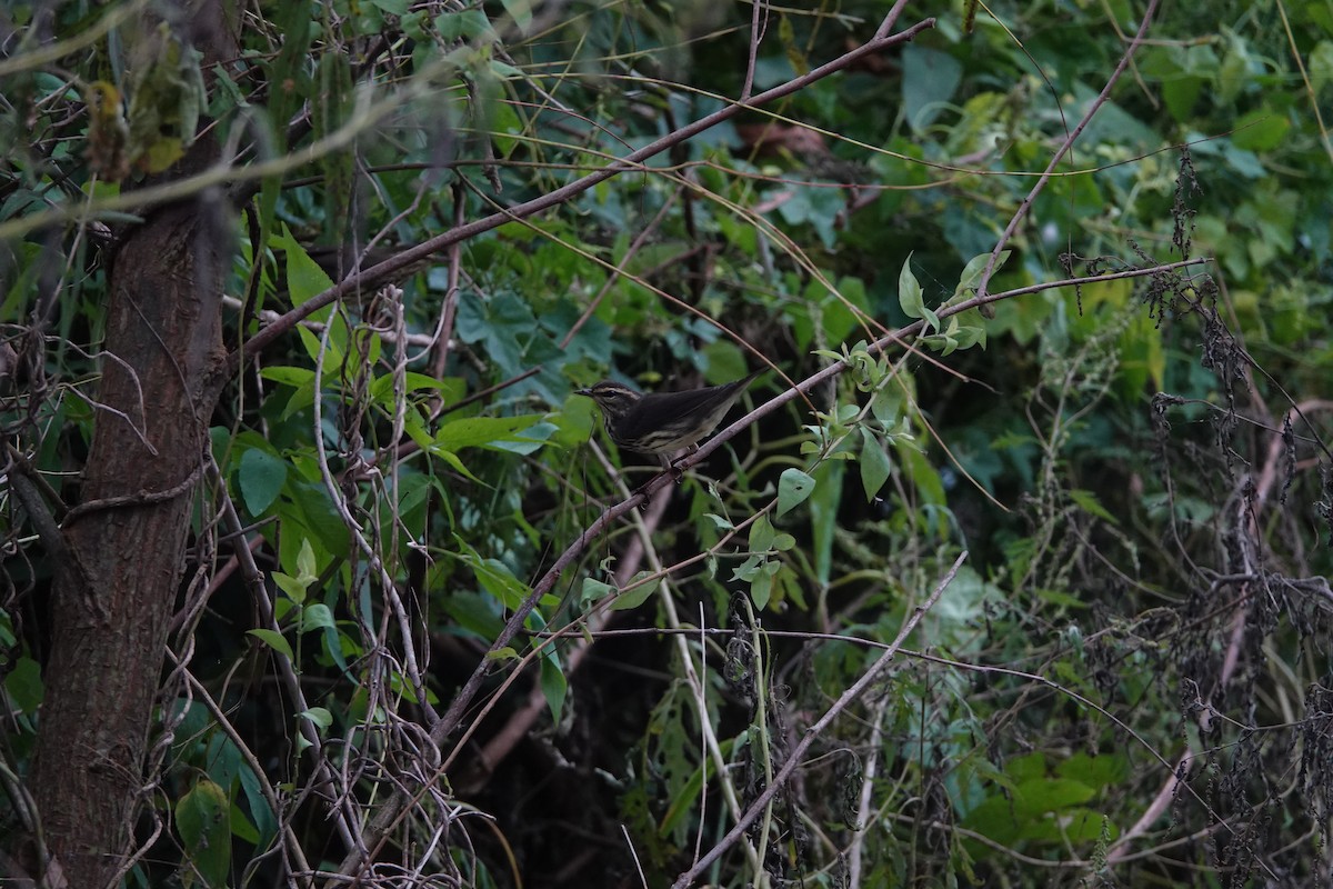 Northern Waterthrush - Linda  Nong