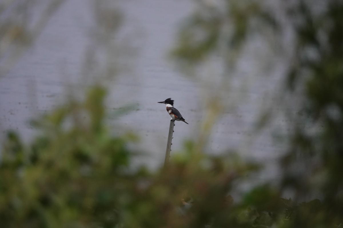 Belted Kingfisher - ML624558956