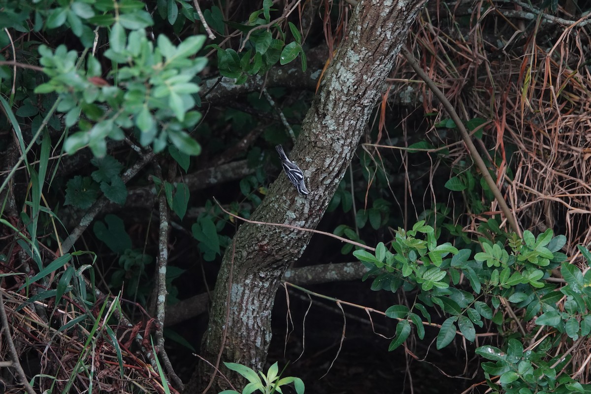 Black-and-white Warbler - ML624558988