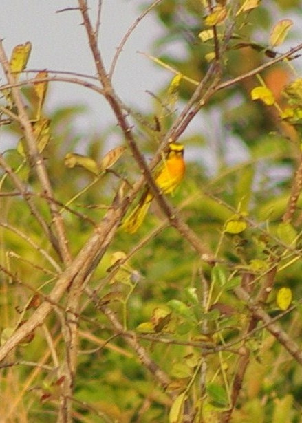 Sulphur-breasted Bushshrike - ML624559007