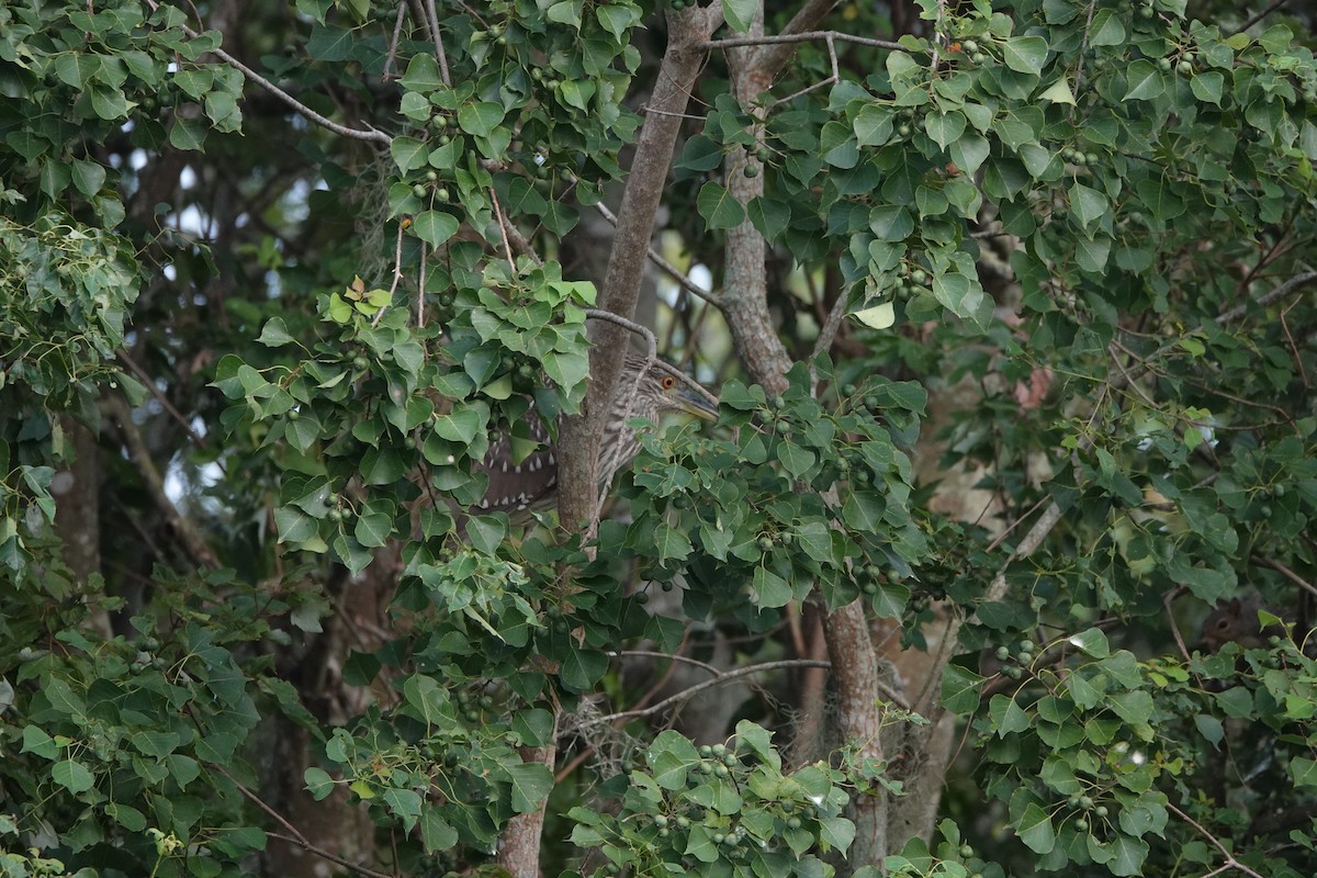 Black-crowned Night Heron - ML624559013