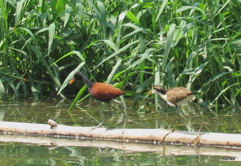 Wattled Jacana - ML624559029