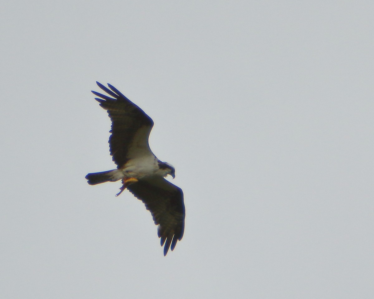 Águila Pescadora - ML624559073