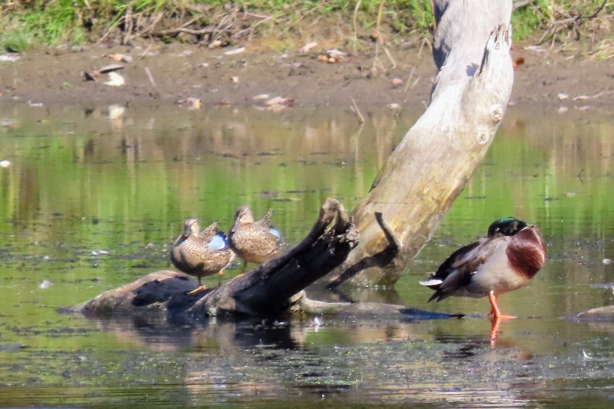 Blue-winged Teal - ML624559123