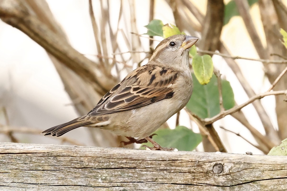 House Sparrow - ML624559139