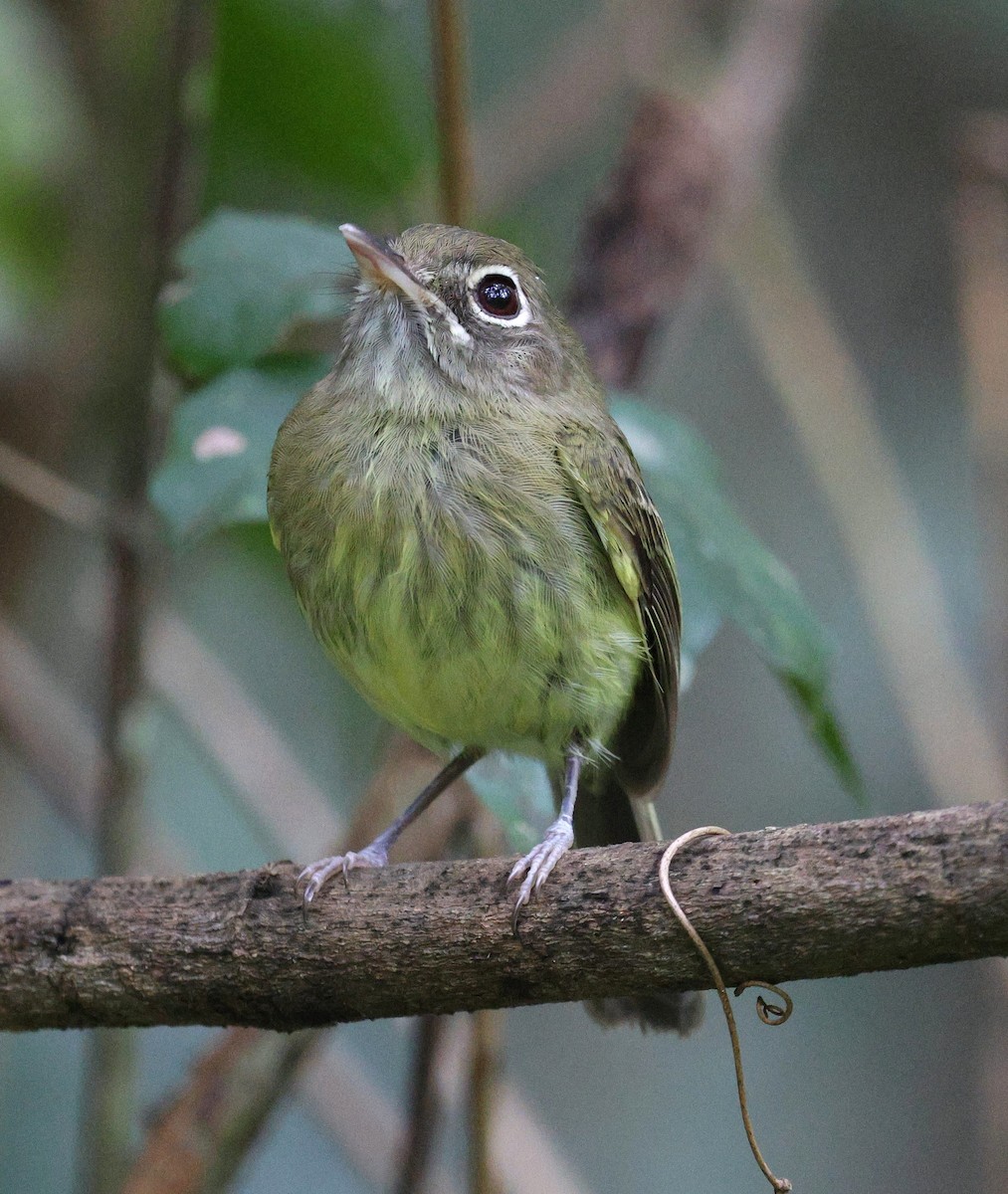 Eye-ringed Tody-Tyrant - ML624559143