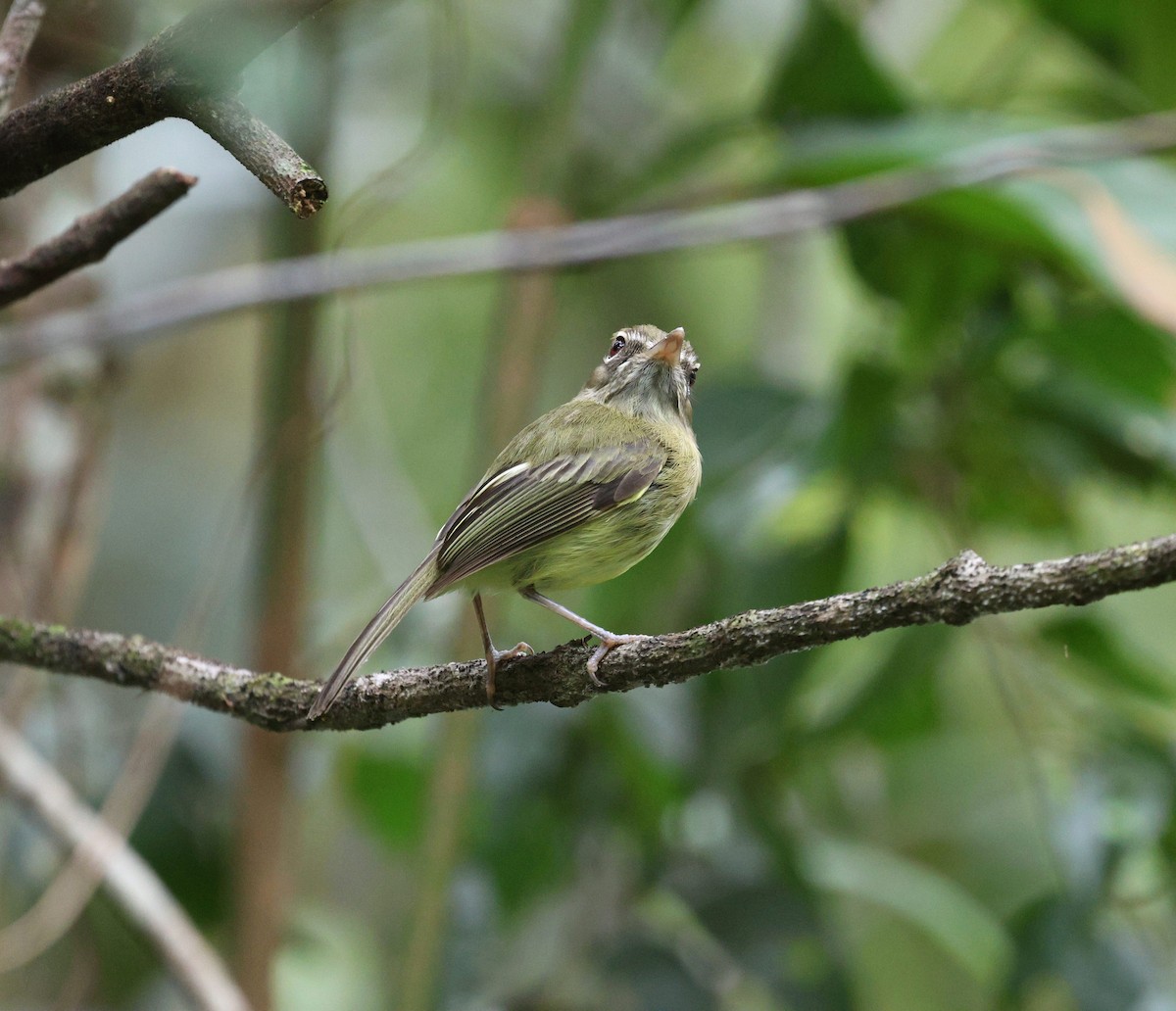 Eye-ringed Tody-Tyrant - ML624559147