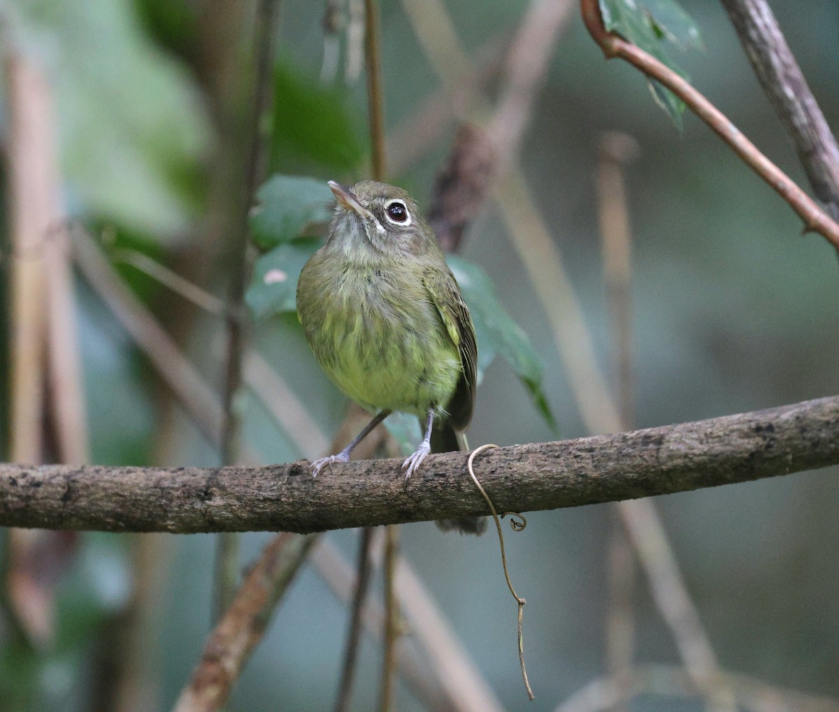 Eye-ringed Tody-Tyrant - ML624559151