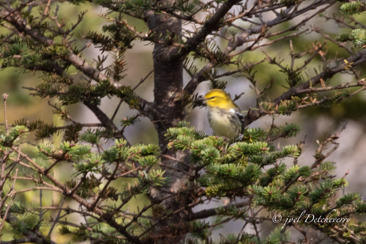 Black-throated Green Warbler - ML624559168