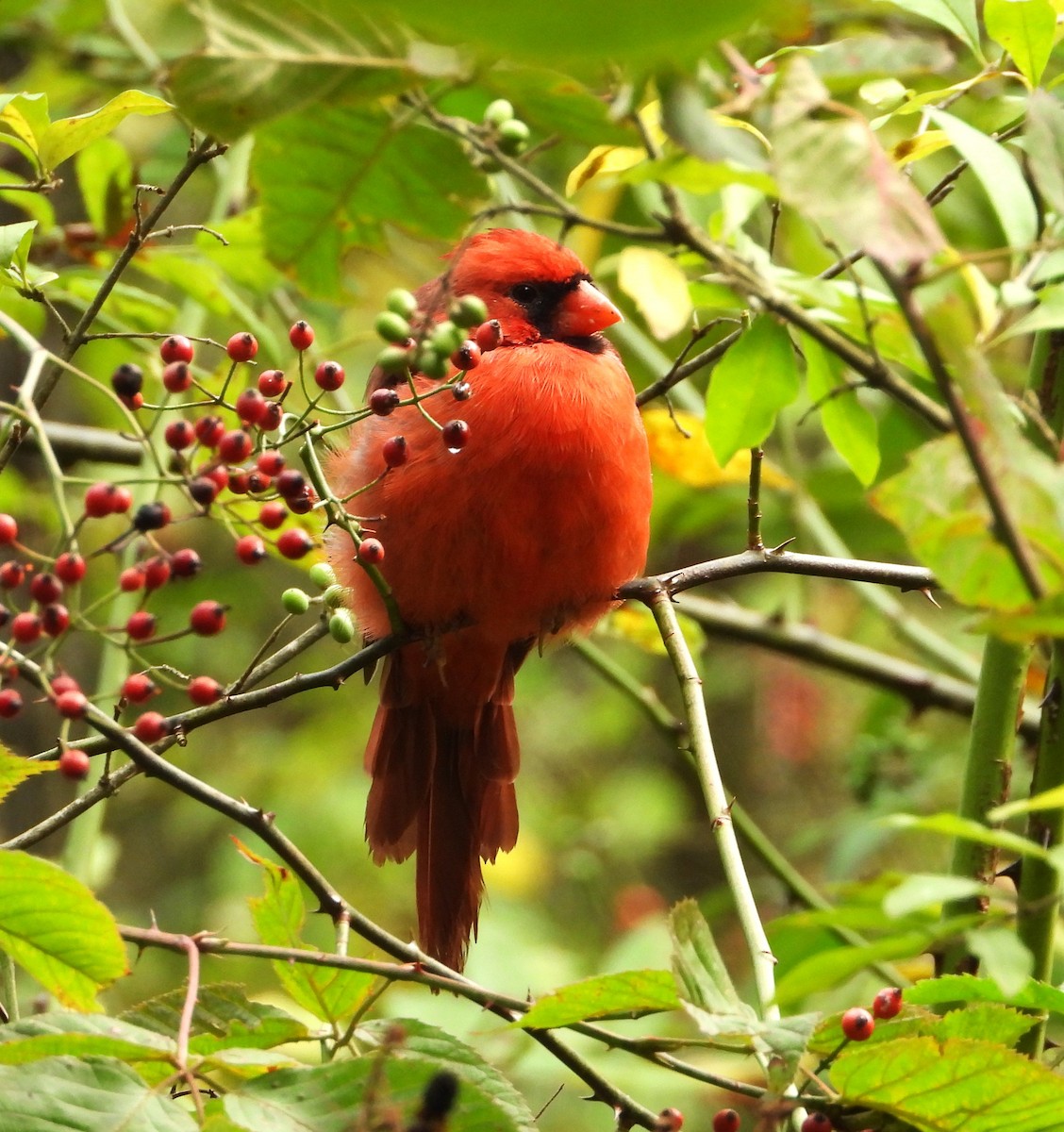 Northern Cardinal - ML624559169