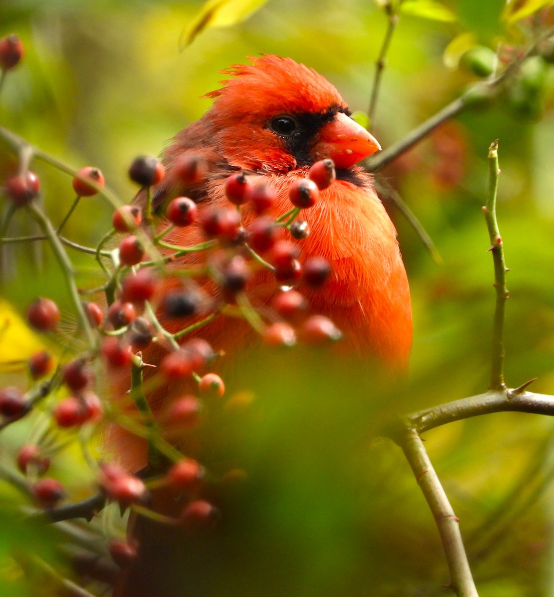 Northern Cardinal - ML624559170