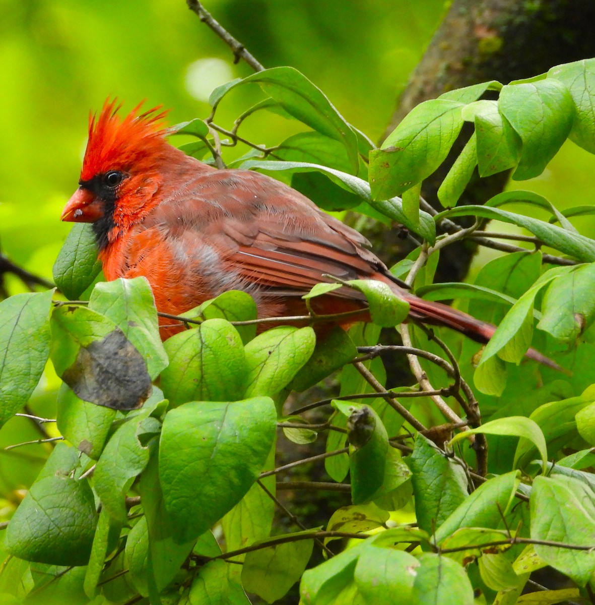 Northern Cardinal - Lynn Scarlett