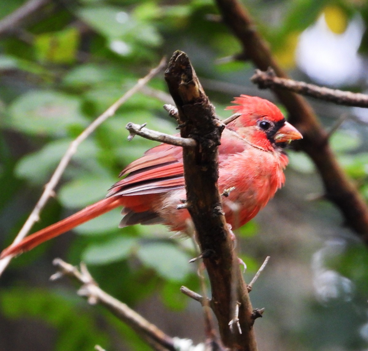 Northern Cardinal - ML624559174