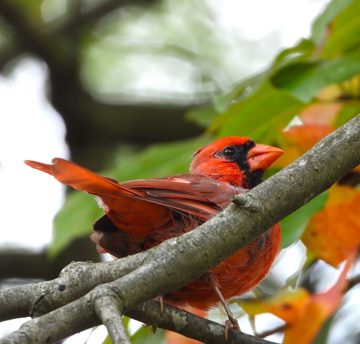 Northern Cardinal - ML624559175