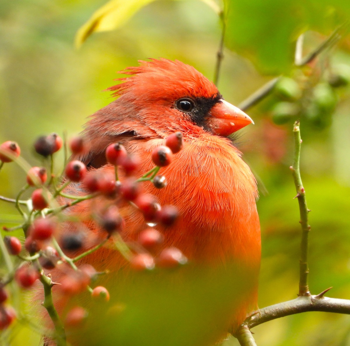 Northern Cardinal - ML624559176