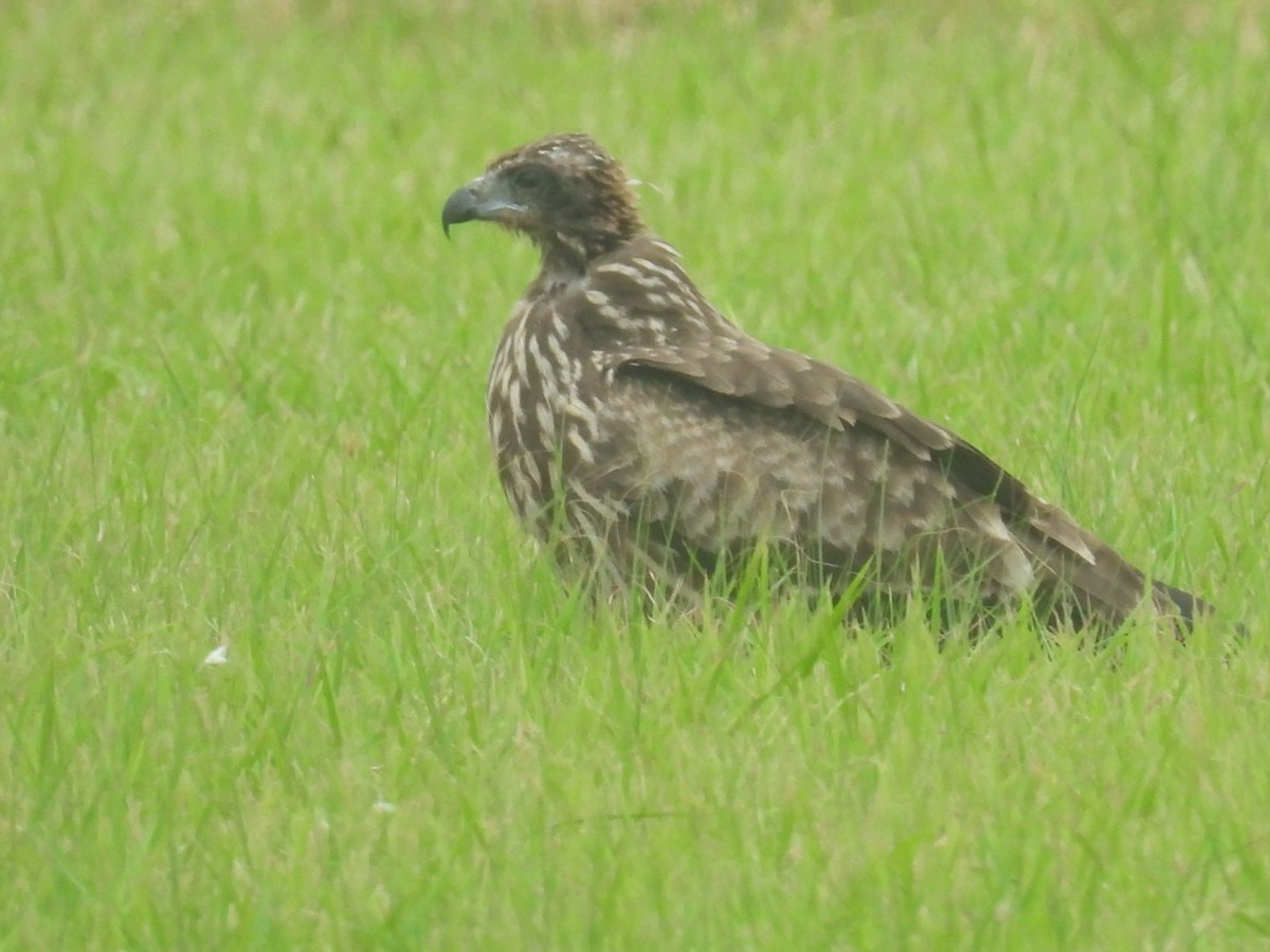 Black Kite - ML624559177