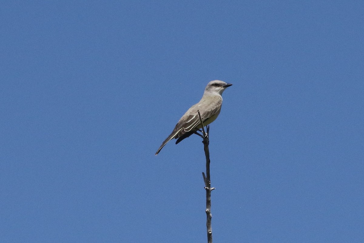 Western Kingbird - ML624559179