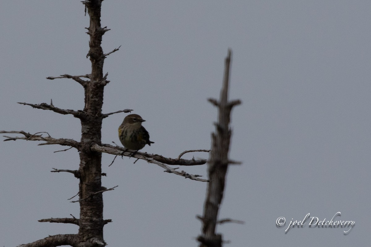 Yellow-rumped Warbler - ML624559180