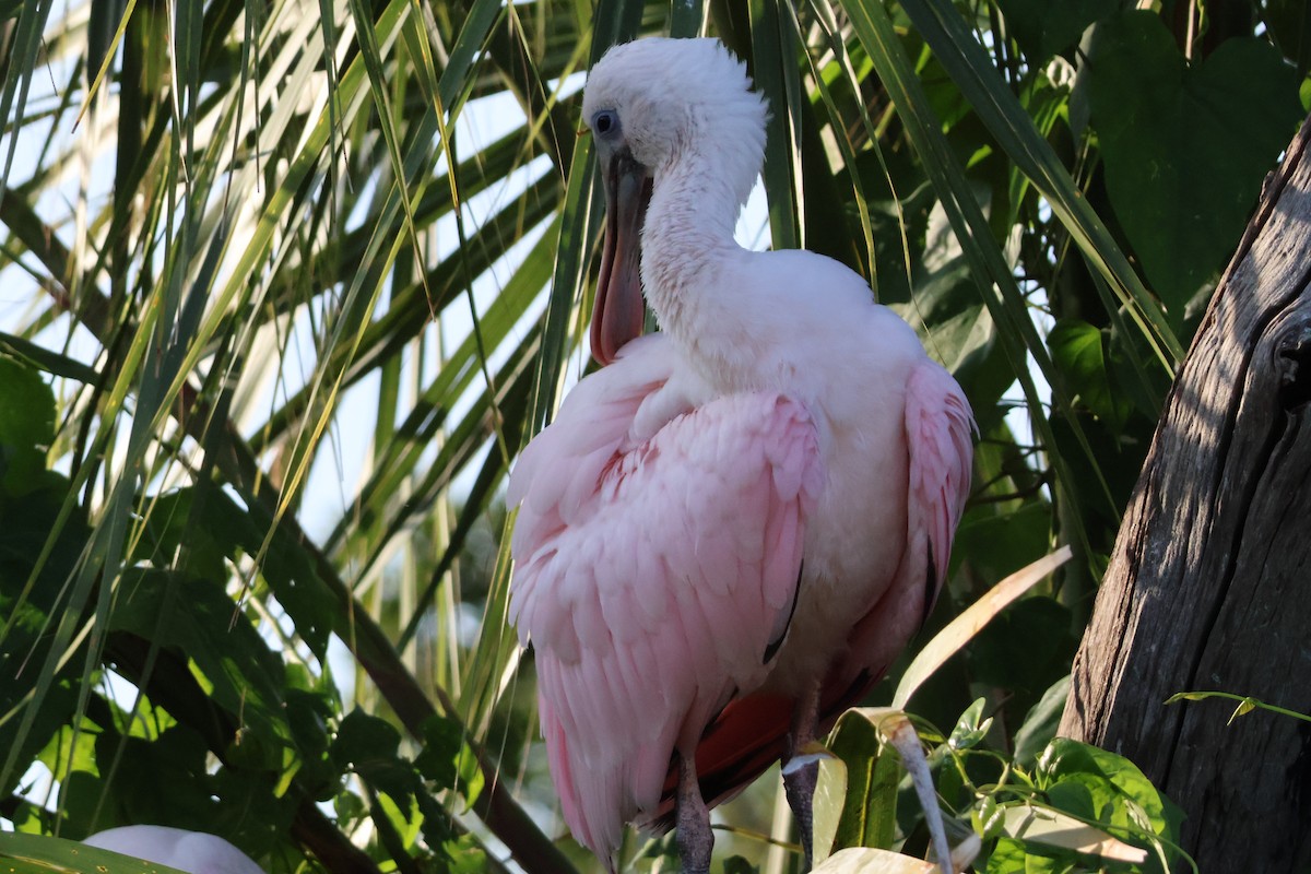 Roseate Spoonbill - ML624559183