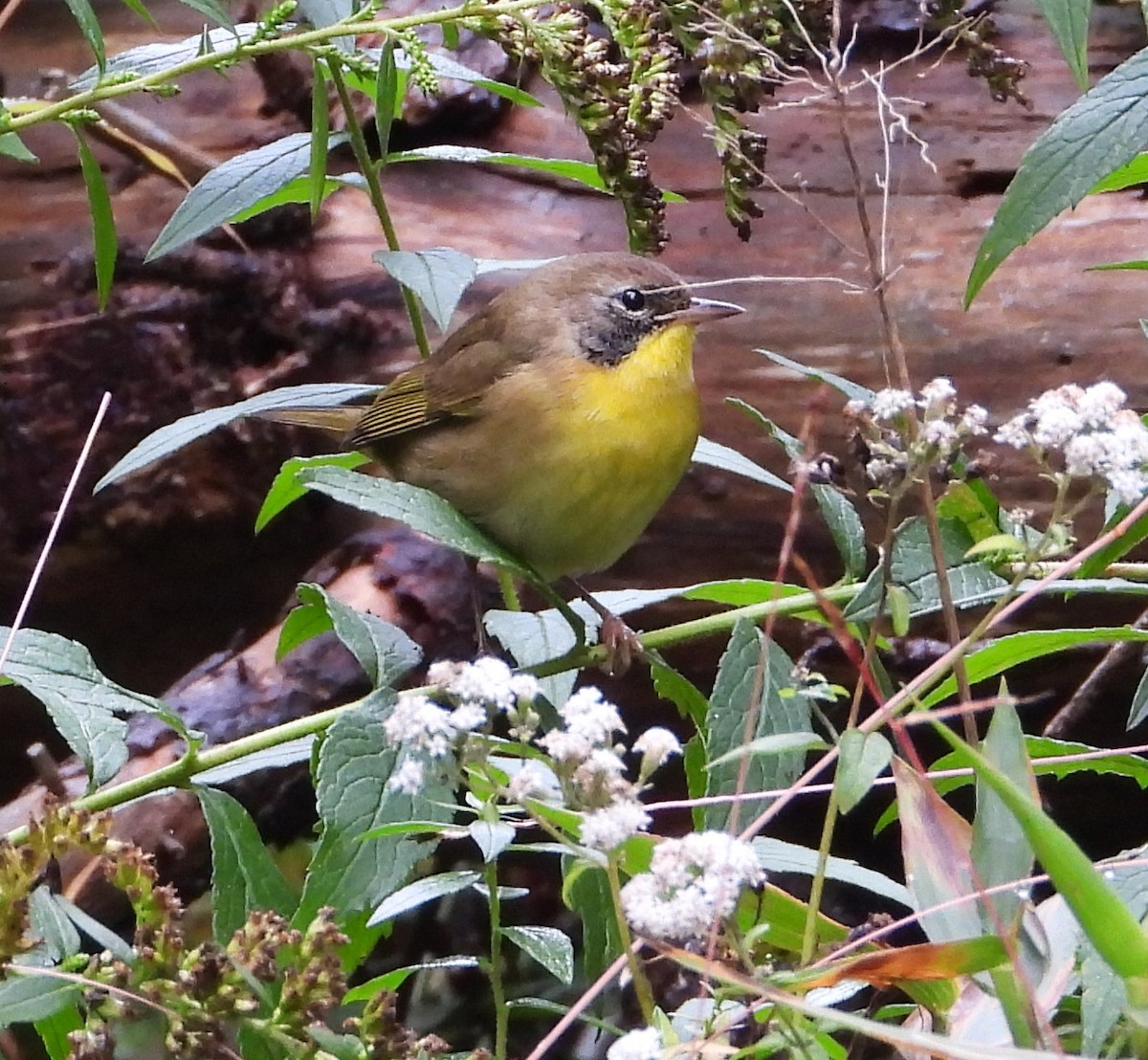 Common Yellowthroat - ML624559184