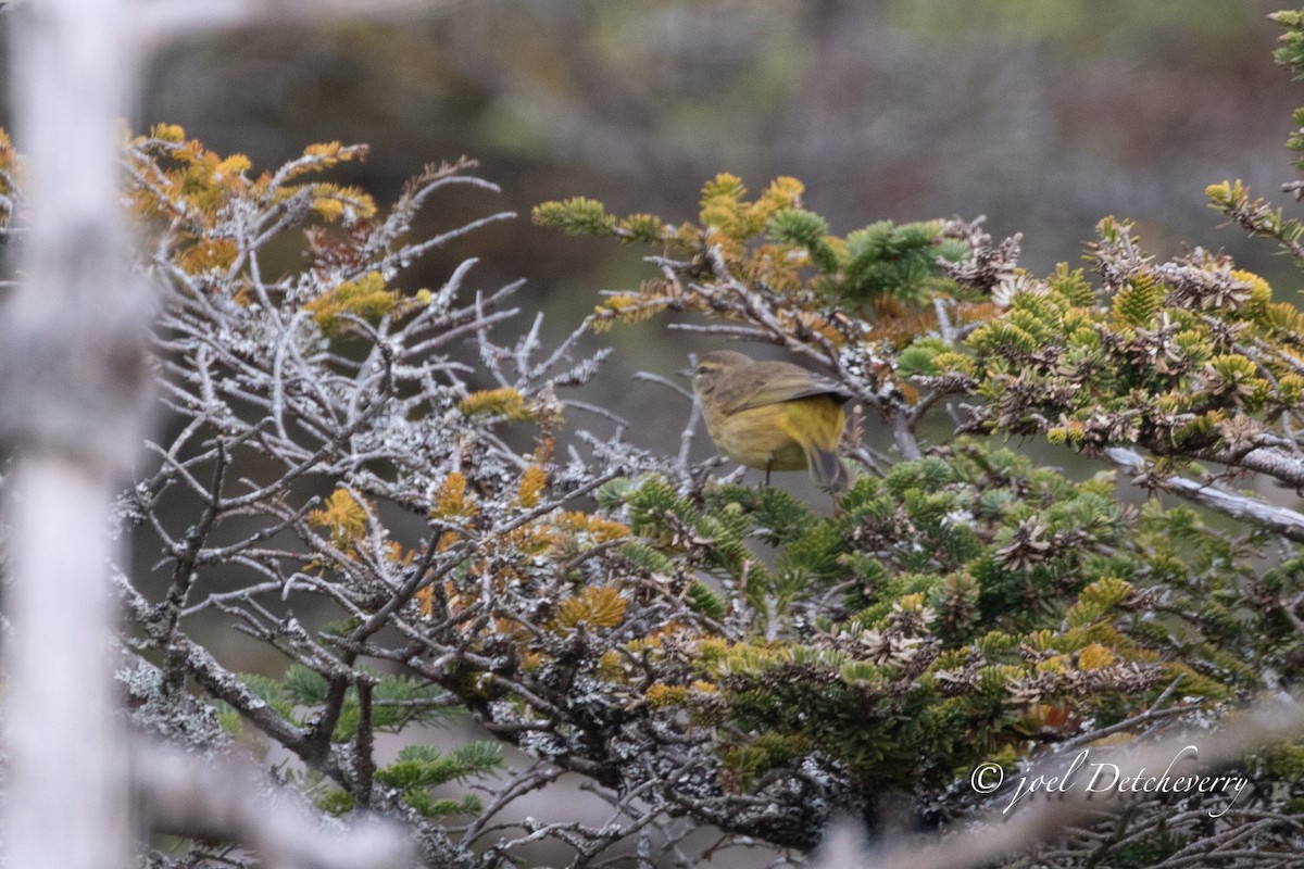 Palm Warbler - ML624559185