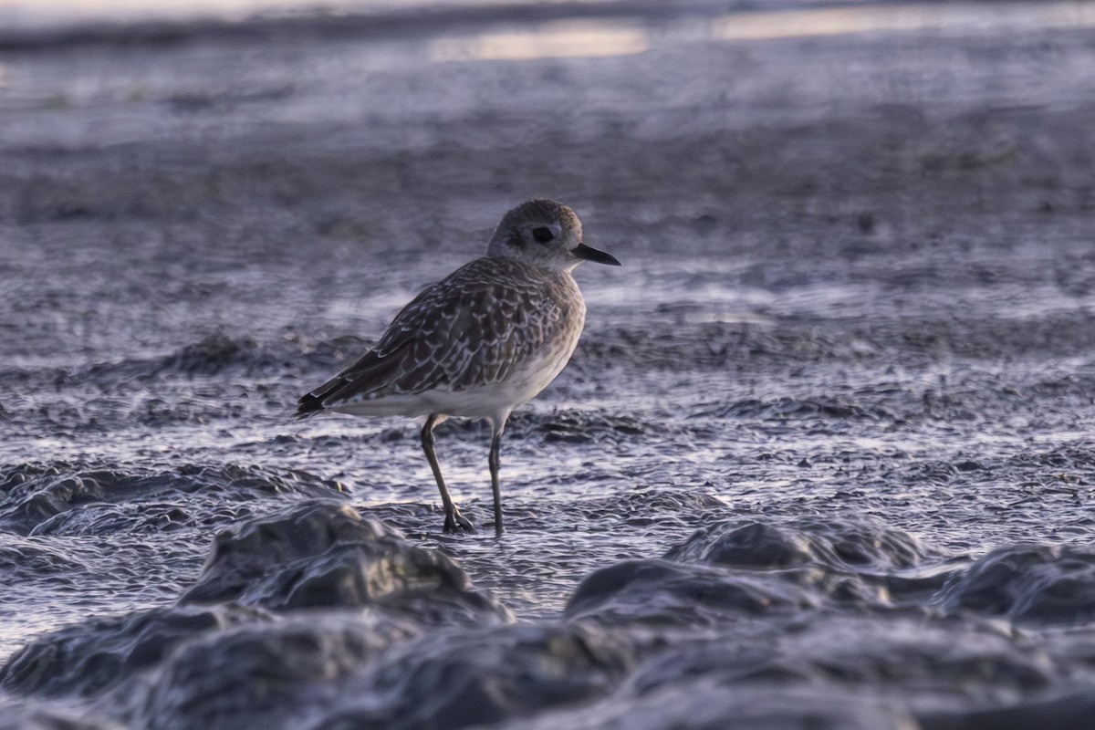 Black-bellied Plover - ML624559186