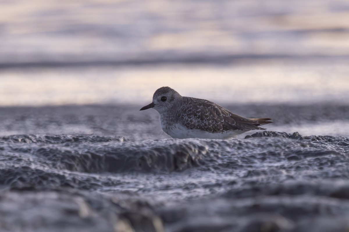 Black-bellied Plover - Loni Ye