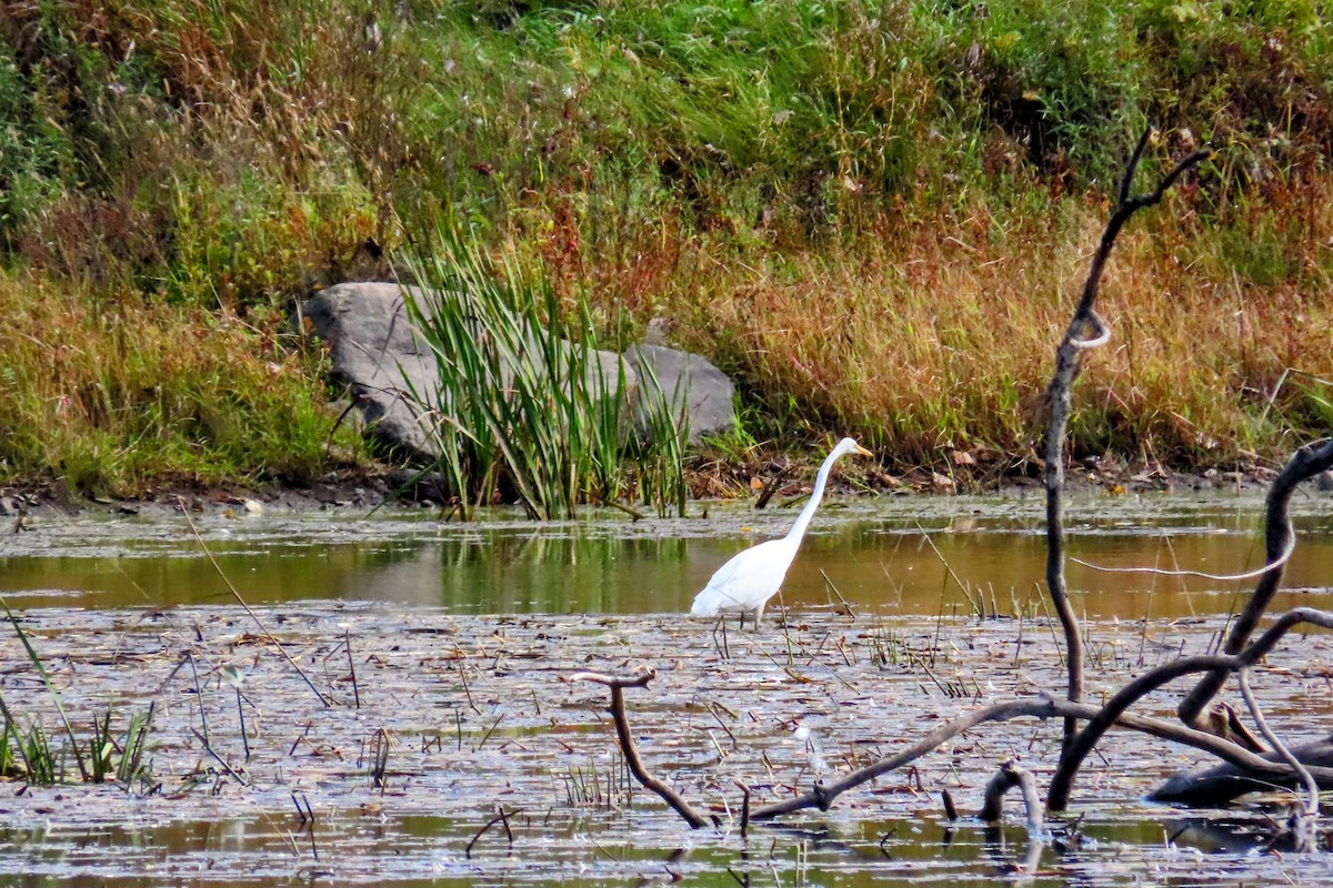 Great Egret - ML624559188