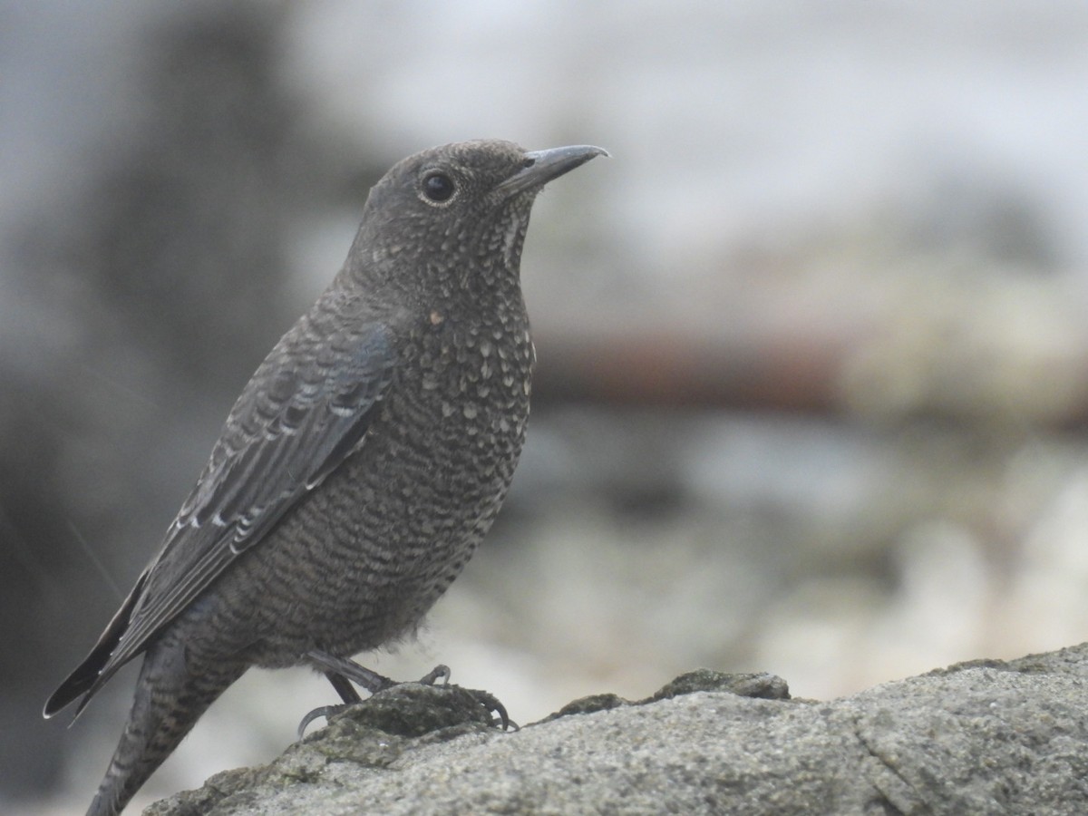 Blue Rock-Thrush - ML624559190