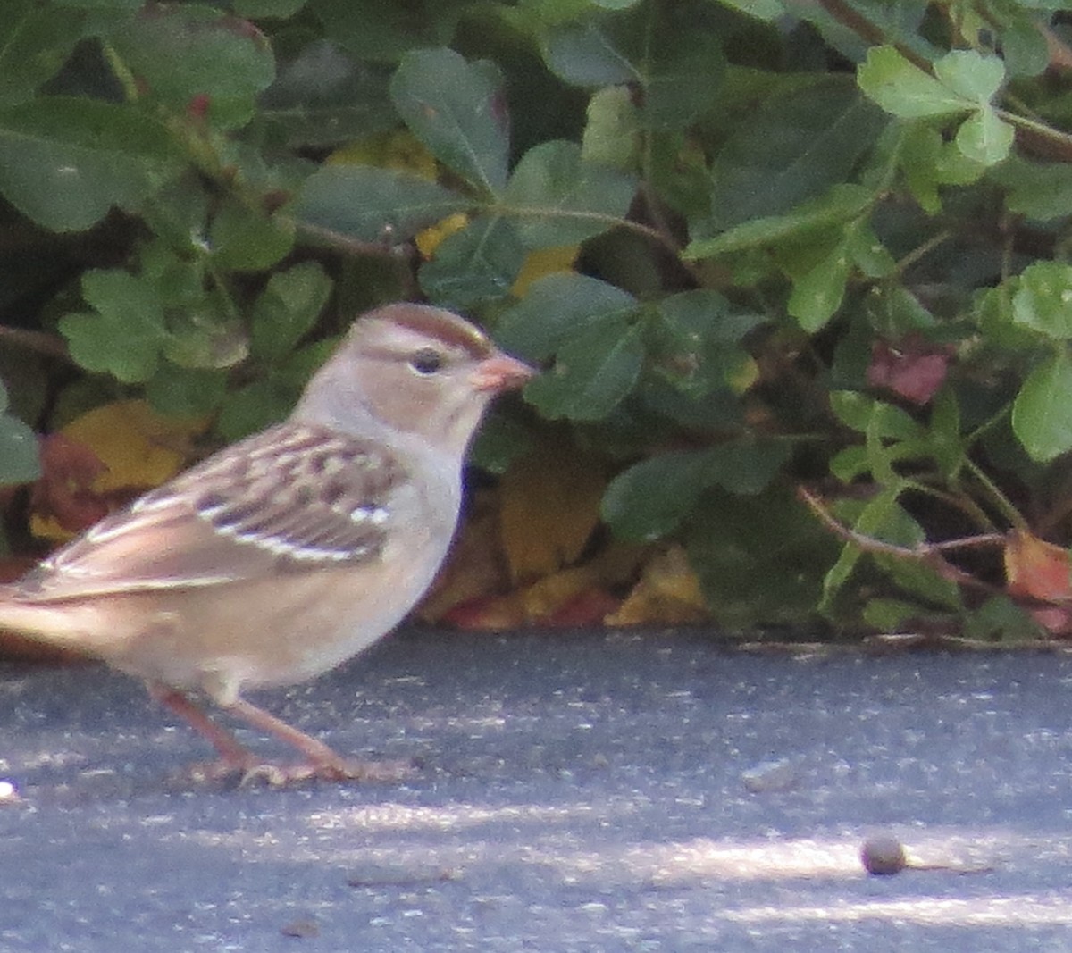 White-crowned Sparrow - shelley seidman