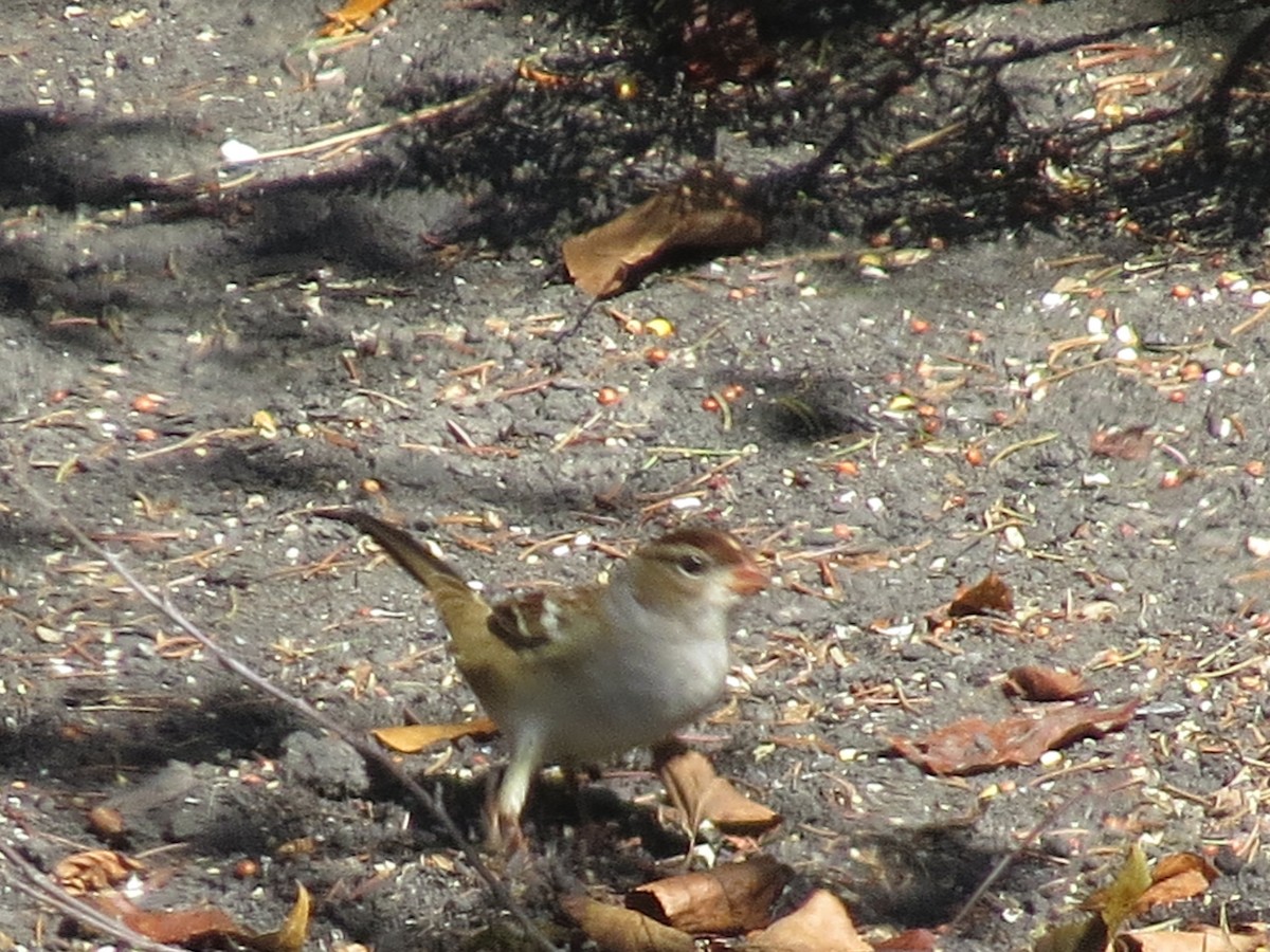 White-crowned Sparrow - ML624559193