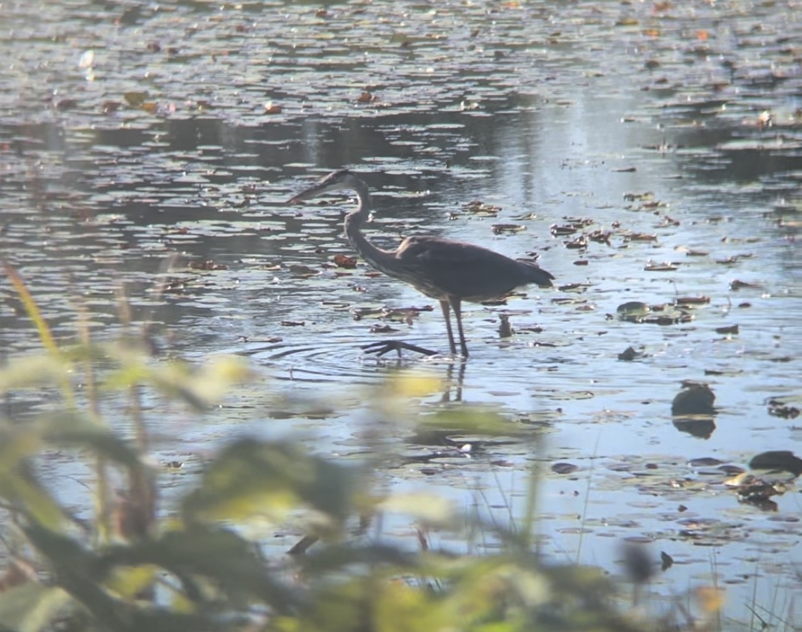 Great Blue Heron - ML624559194