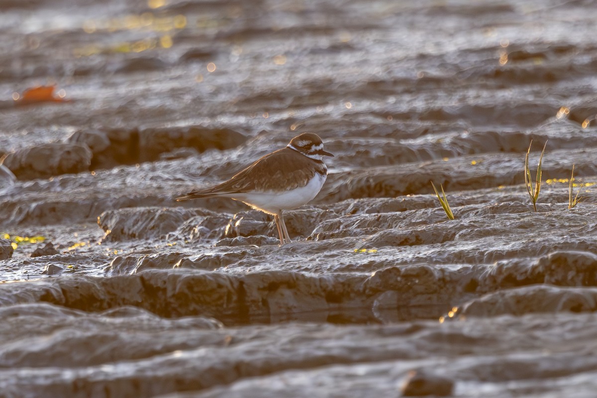 Killdeer - ML624559202