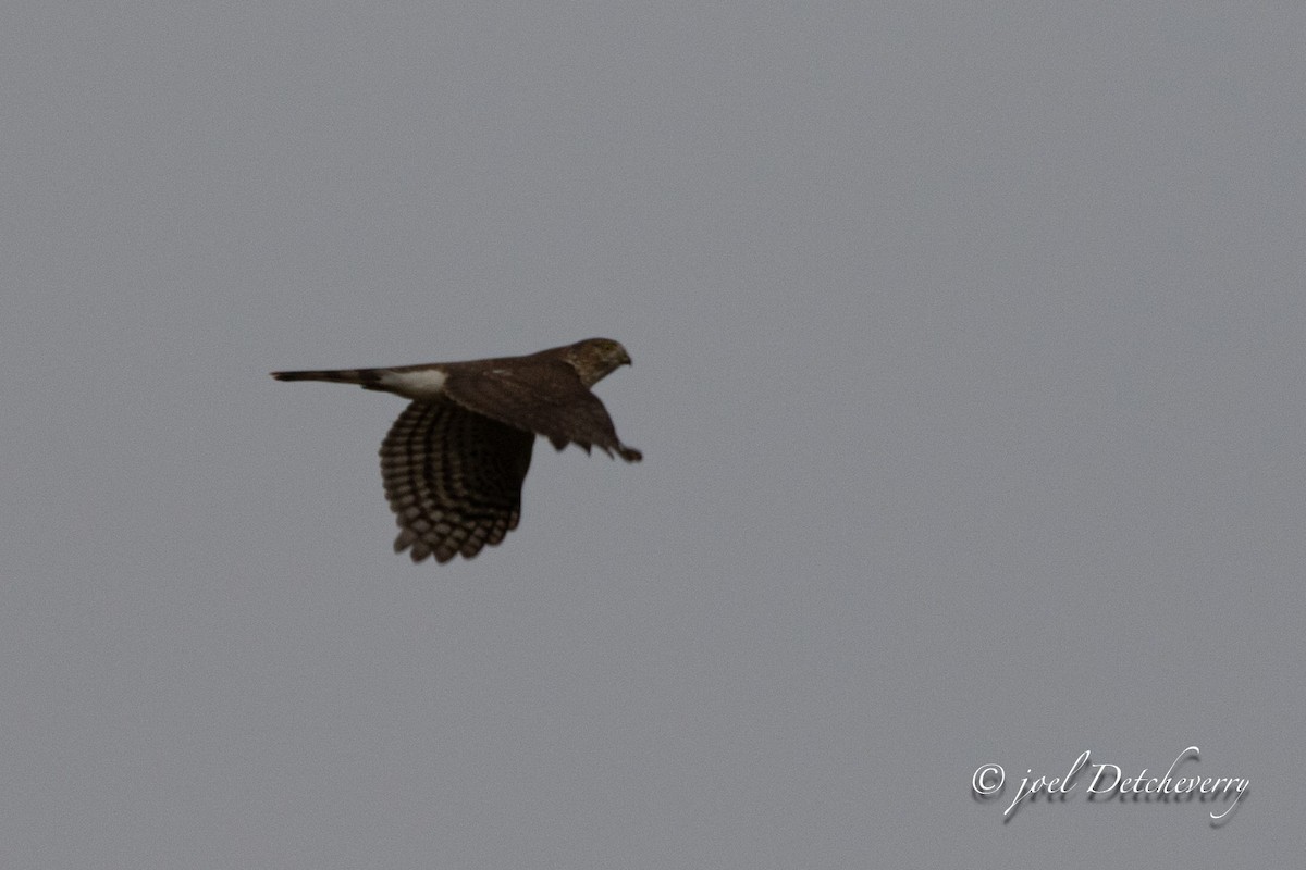 Sharp-shinned Hawk - ML624559206