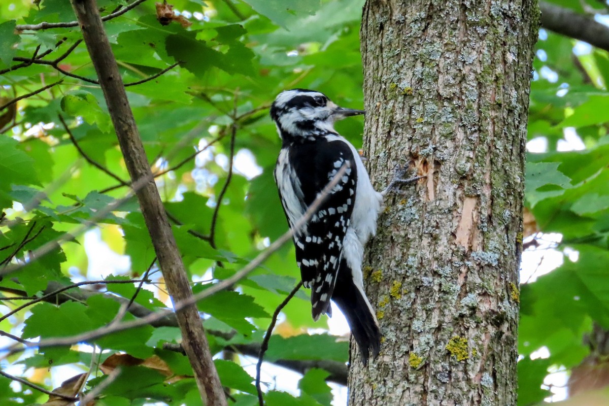 Hairy Woodpecker - ML624559207