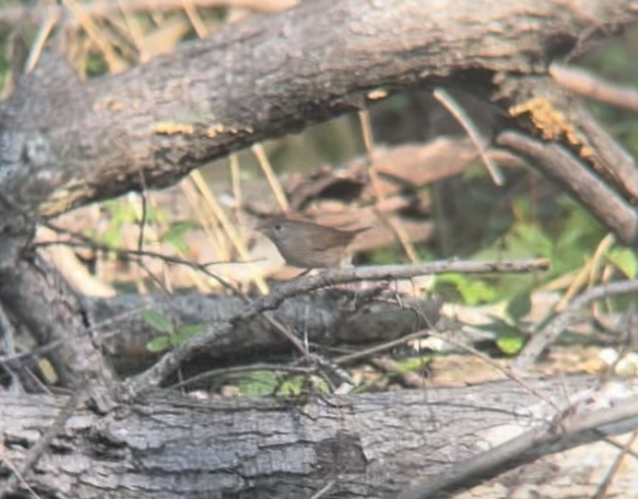 House Wren - ML624559208