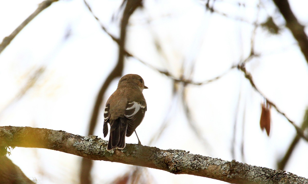 European Pied Flycatcher - ML624559209