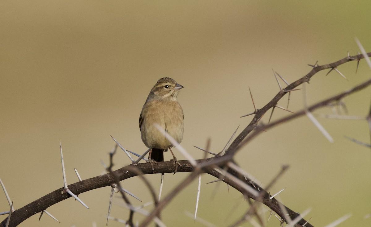 Lark-like Bunting - ML624559256