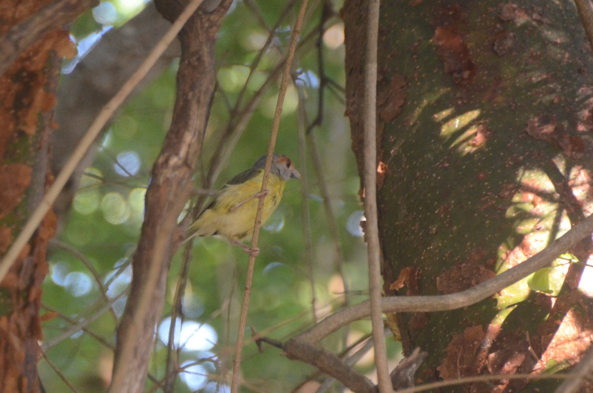 Rufous-browed Peppershrike - ML624559269