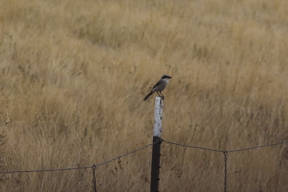 Loggerhead Shrike - ML624559342