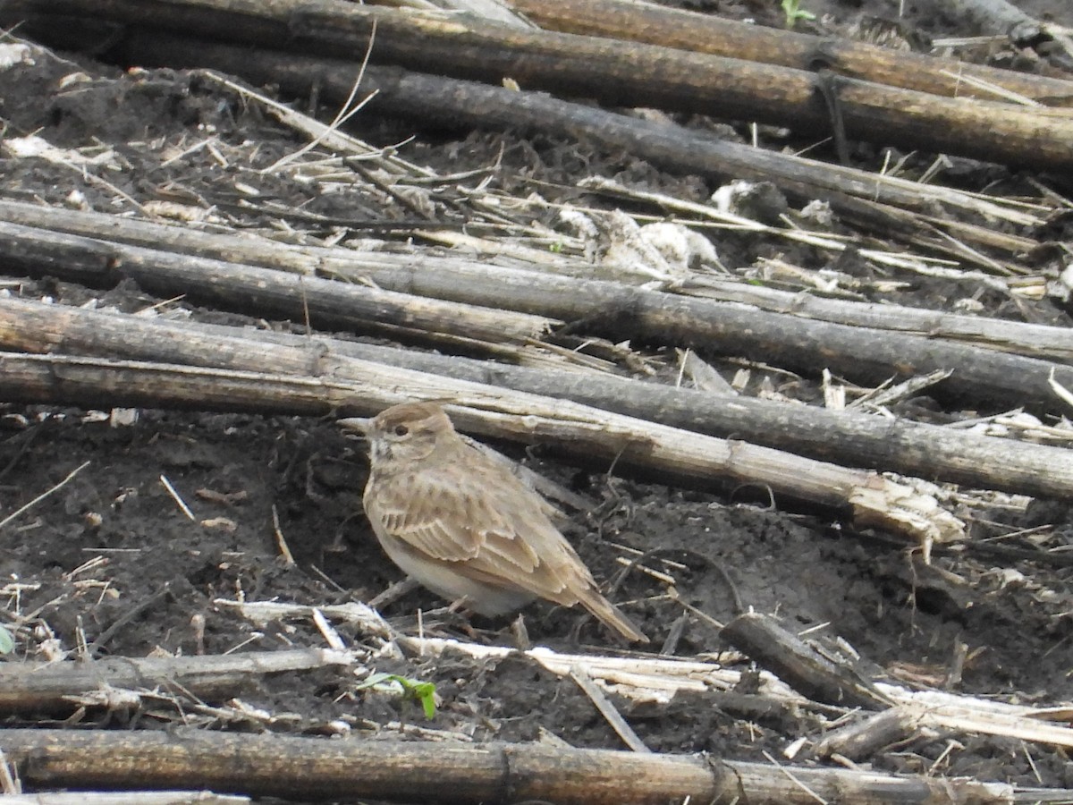 Crested Lark - Viktor Kovacevic