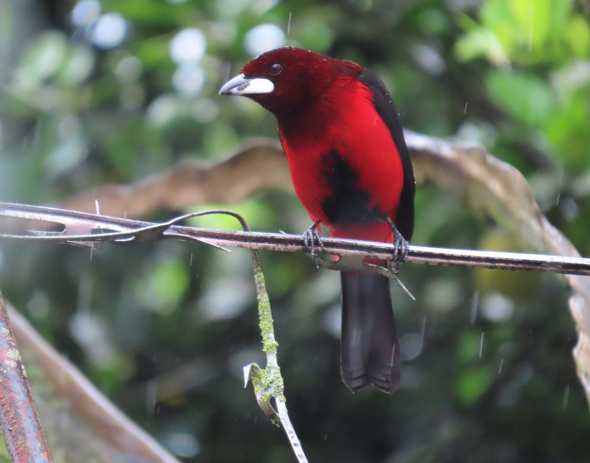 Tangara Dorsirroja - ML624559426