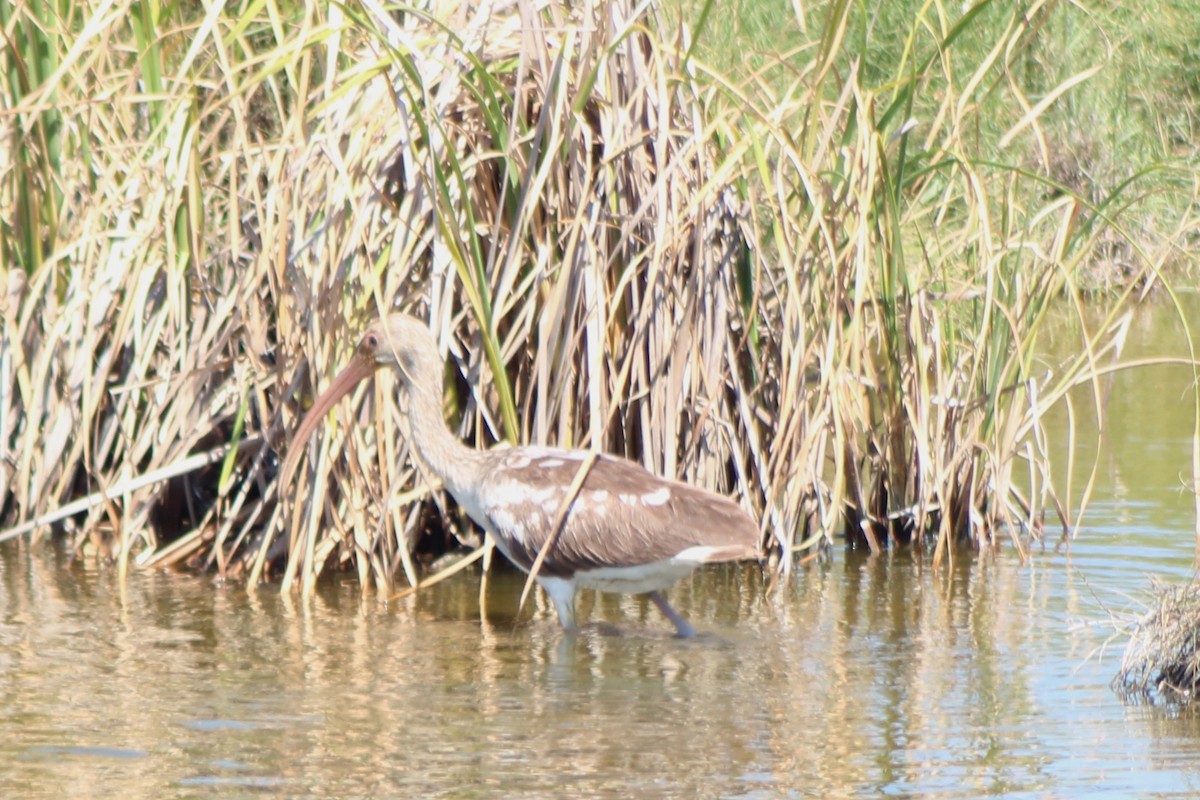 Ibis Blanco - ML624559431