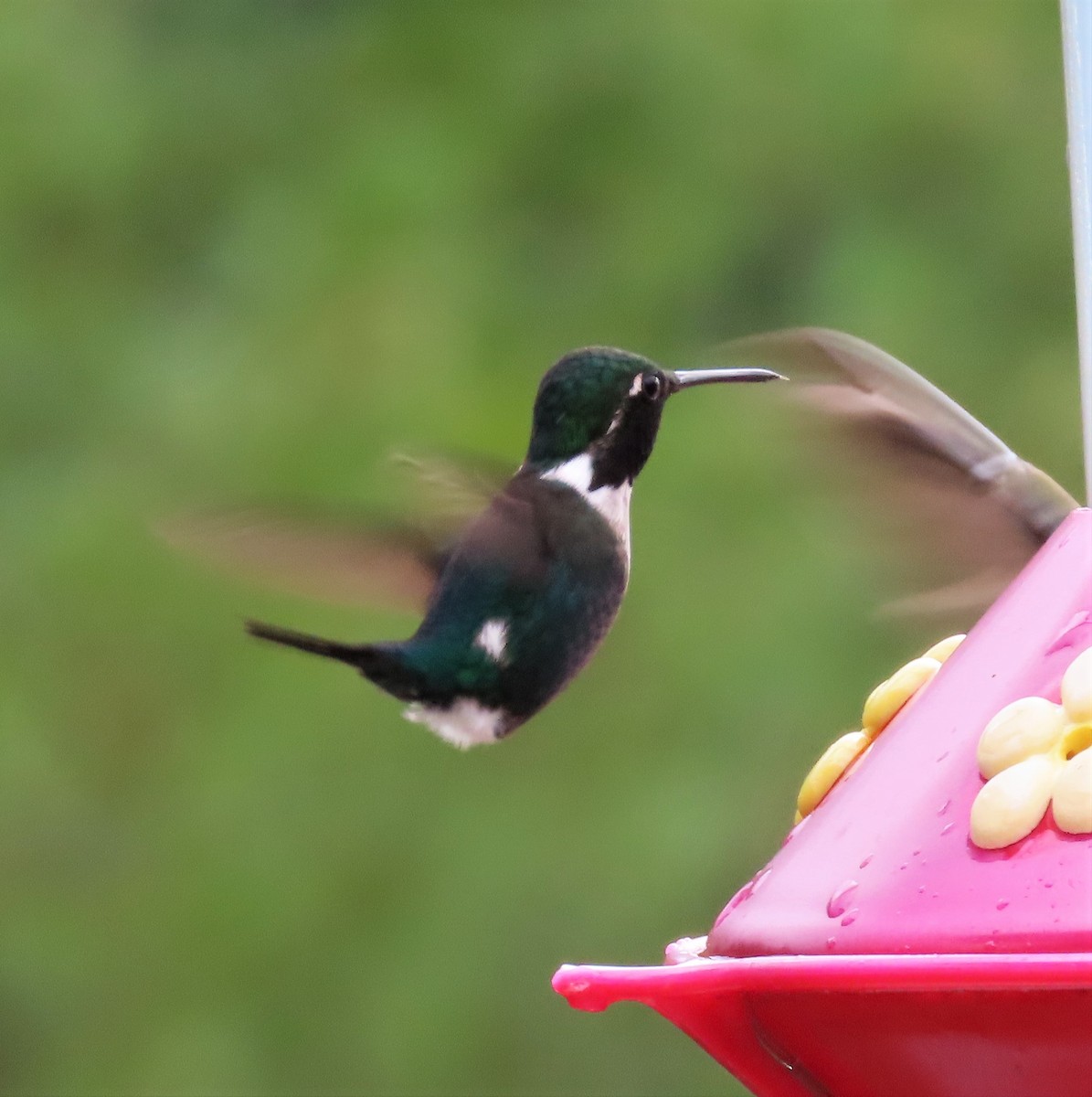 Colibrí de Heliodoro - ML624559442