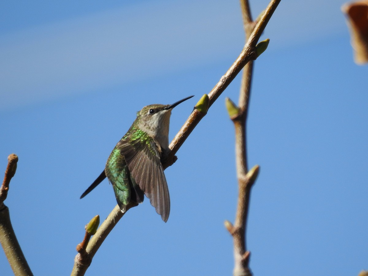 Colibrí Gorjirrubí - ML624559444