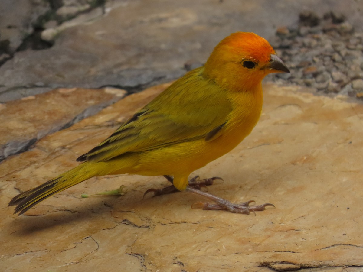 Saffron Finch - ML624559567