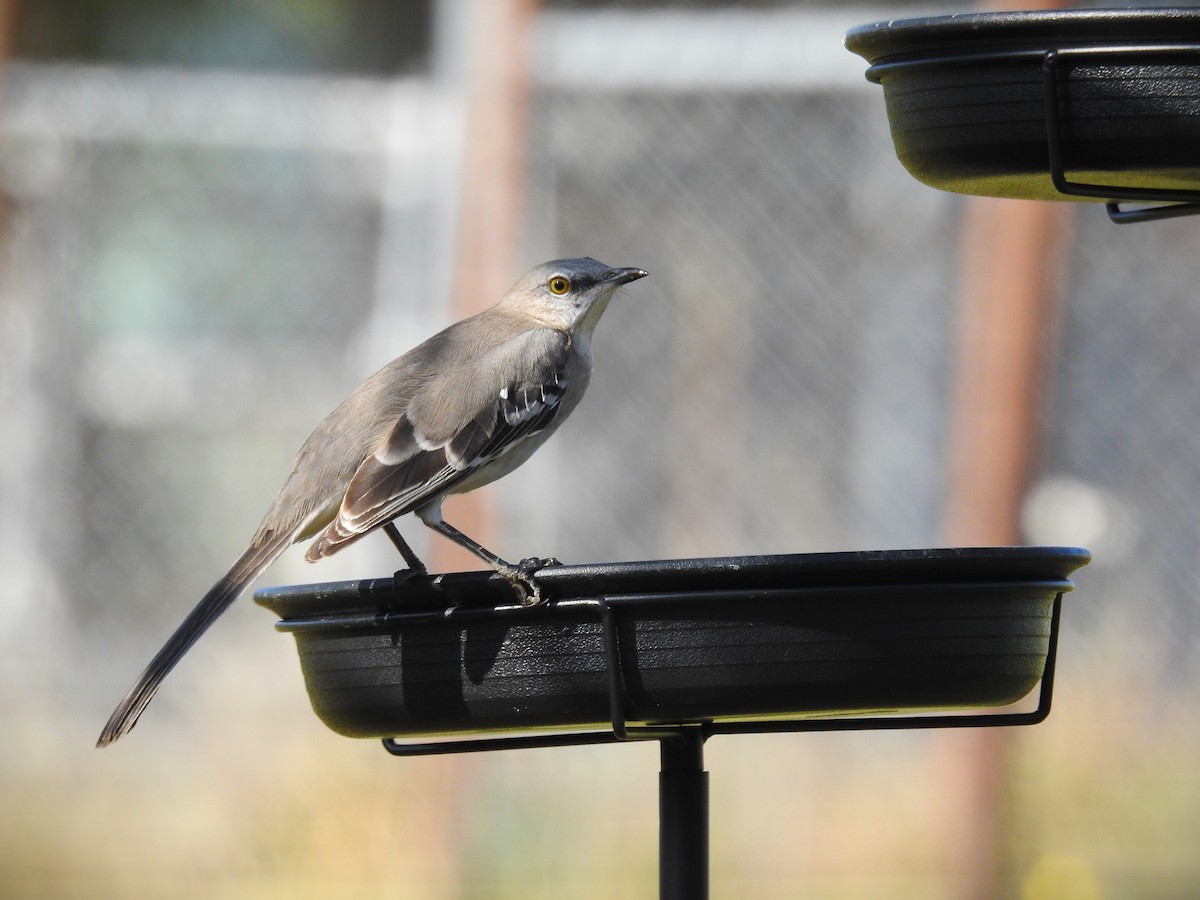 Northern Mockingbird - ML624559571