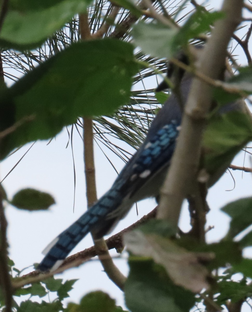 Blue Jay - ML624559582